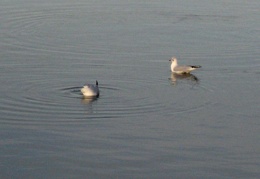 Diving Seagulls