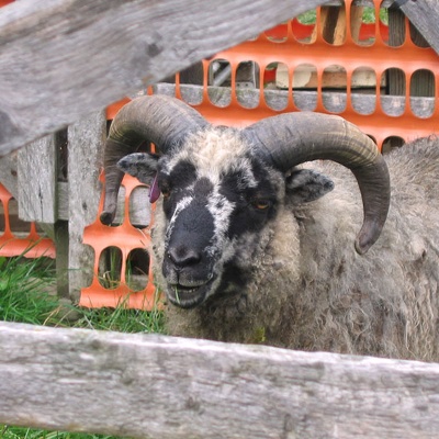 Maple Ridge Sheep Farm