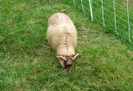 Lamb Ram