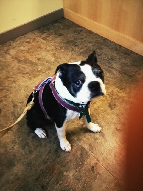 Vet visit