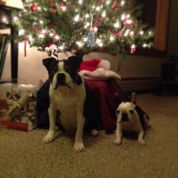 I took a similar photo 7 years ago when we lived in Montpelier. Mickey and Haley are great dogs.
