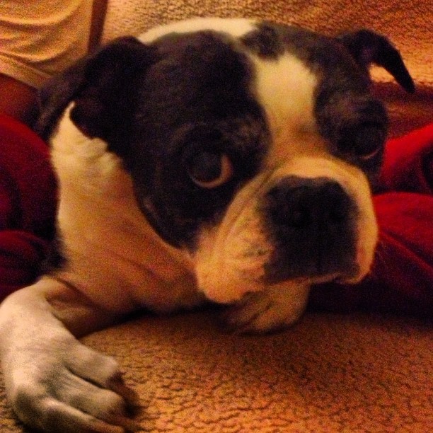Mickey doesn't like having his photo taken, but he is so adorable I had to do it.