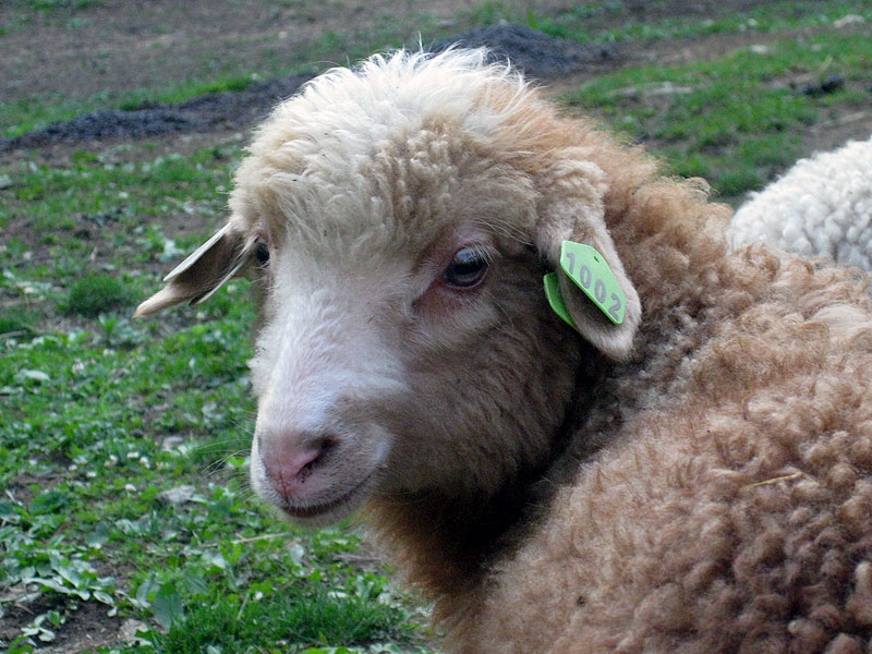 Ram Lamb