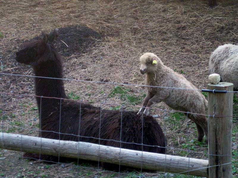 LLama Games