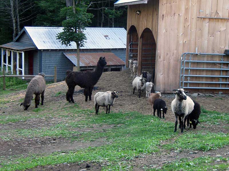 Flock Photo