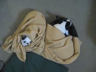 Dogs in a Blanket (Film)
